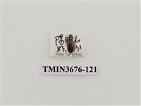 藏品(步行蟲(2))的圖片